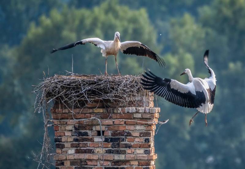 Professional Chimney Animal Removal Services in Grapevine, Texas