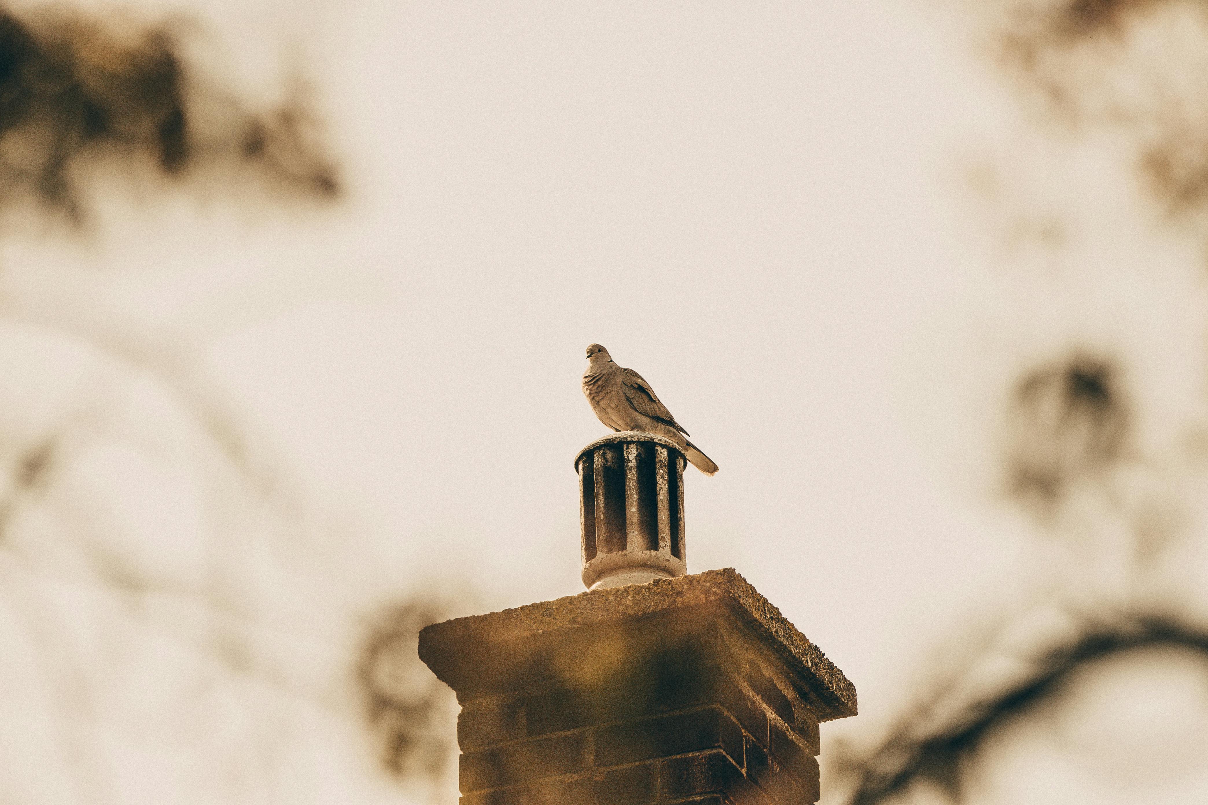 Professional Chimney Cap Installation Services in Grapevine, TX Expert Chimney Cap Installation in Grapevine, Texas